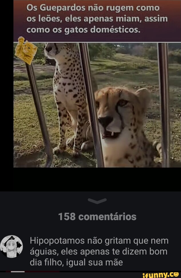 Fino senhores apenas clássicos Hipopotamo e o Cachorro 17 mi de  visualizações há 15 anos 91 mil Não gostei Compartilhar Download Clipe Sai  - iFunny Brazil