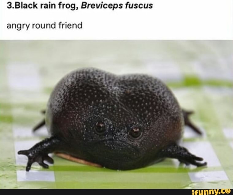 3.Black rain frog Breviceps fuscus angry round friend iFunny Brazil