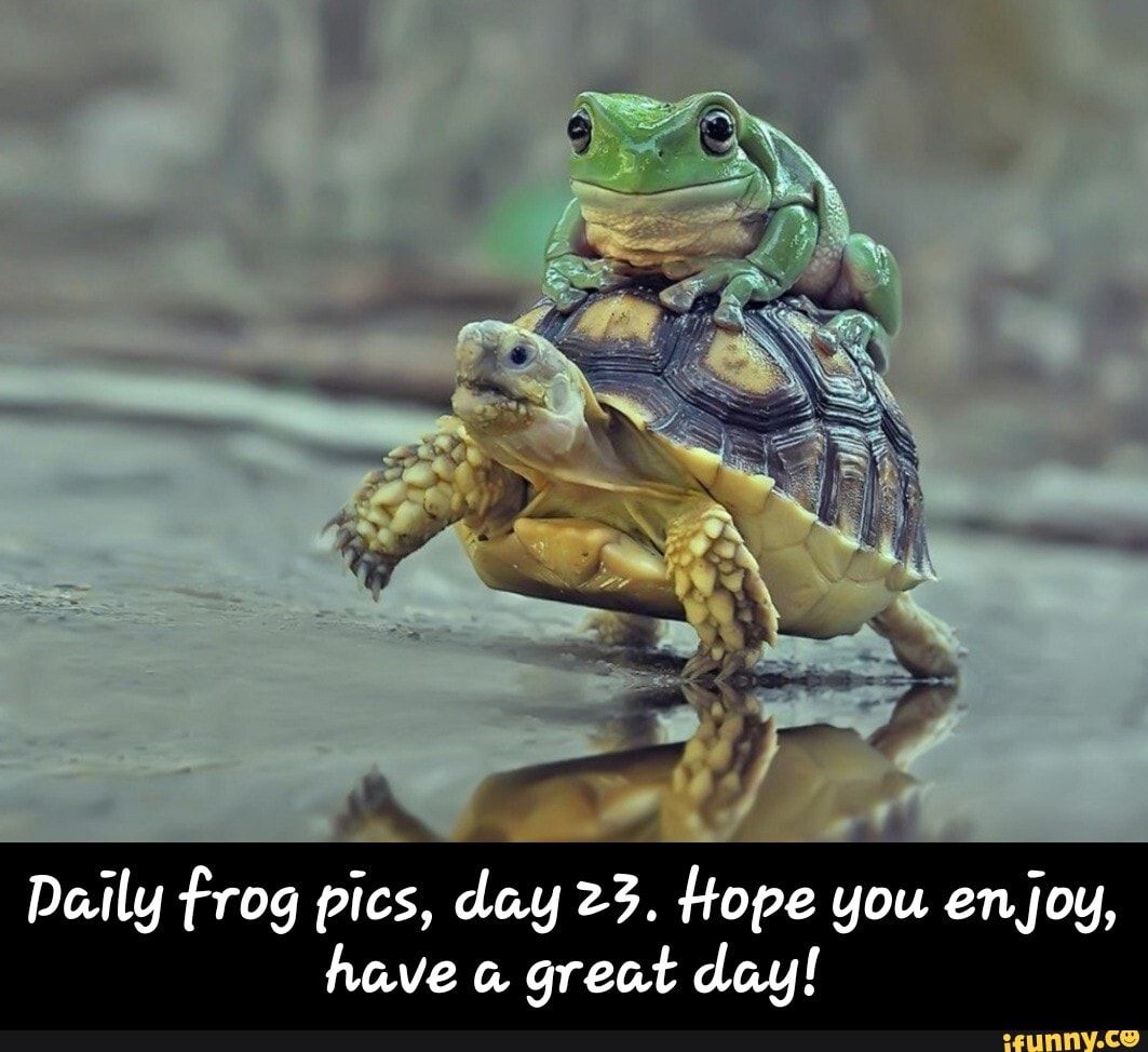 have a great day frog