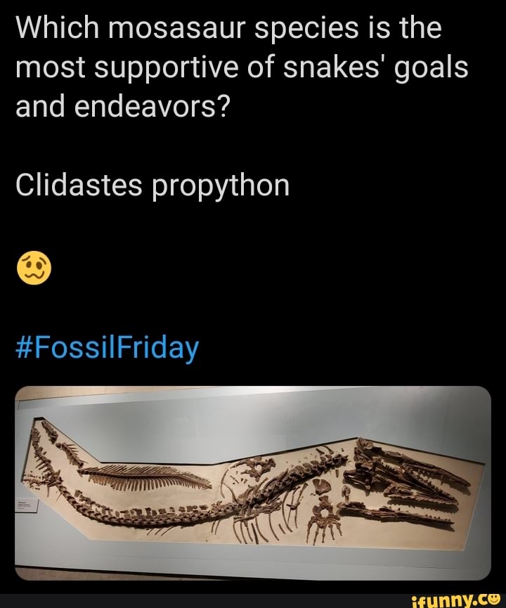 Which Mosasaur Species Is The Most Supportive Of Snakes' Goals And ...