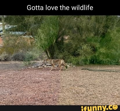 Coyote memes. Best Collection of funny Coyote pictures on iFunny Brazil