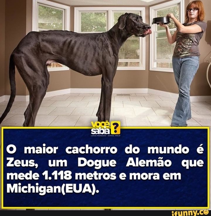 O maior cachorro do mundo é Zeus, um Dogue Alemão que mede 1.118