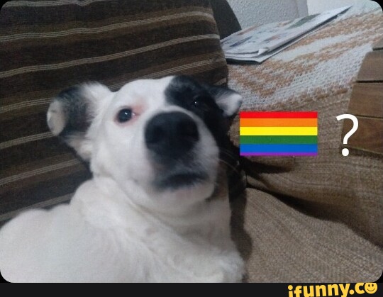 Bandeira gay  Memes hilários, Lgbtq, Foto e video