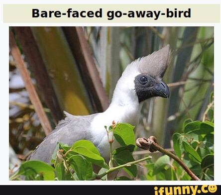 Bare-faced go-away-bird - Wikipedia