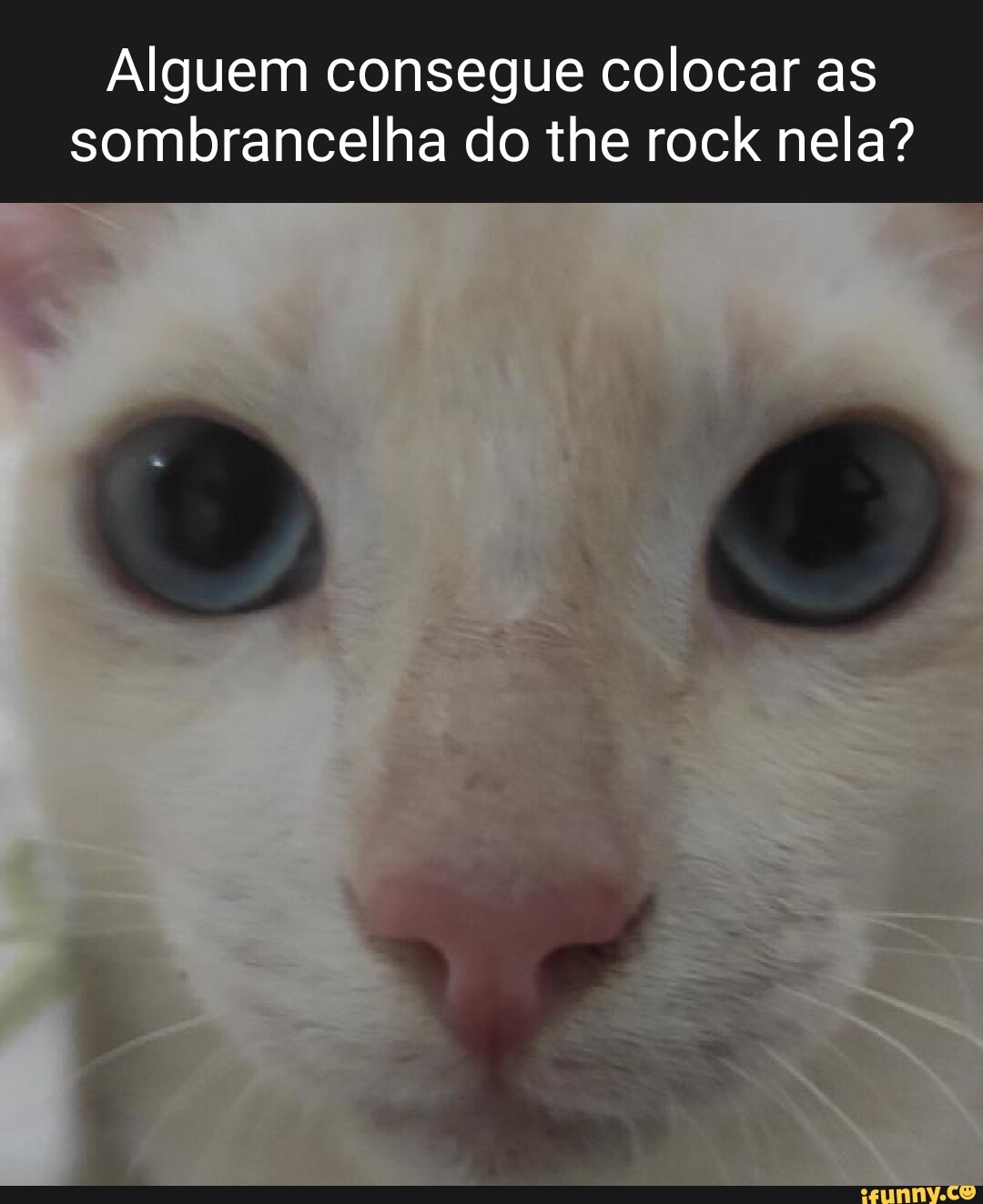 the rock meme sobrancelha