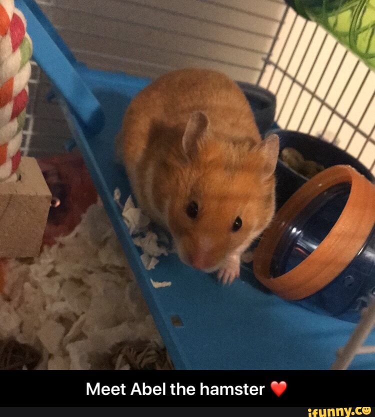 Meet the Hamster