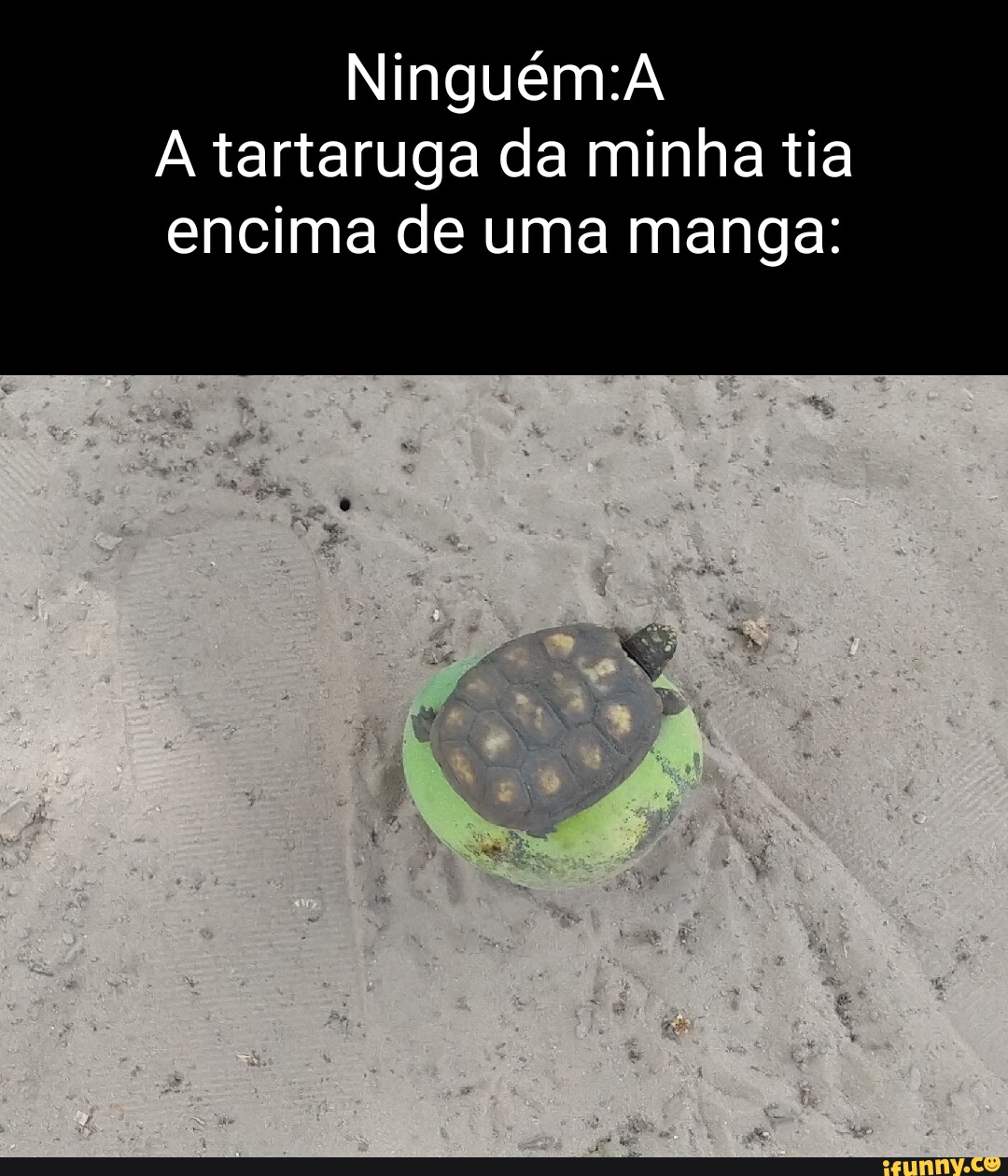 A tartaruga da minha tia inguém Ni encima de uma manga ta - iFunny Brazil