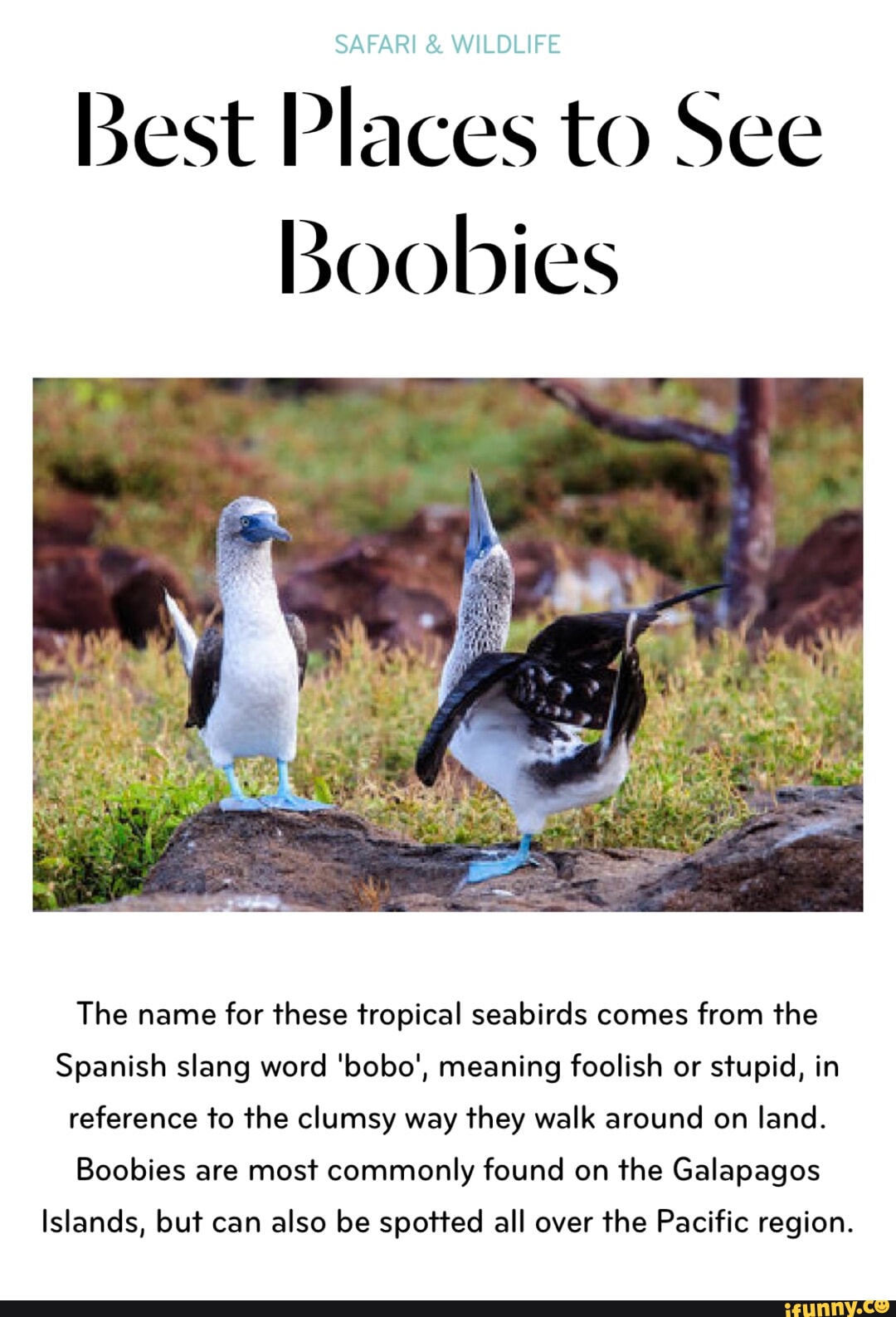 VI & Best Places to See WILDLIFE Boobies The name for these tropical  seabirds comes from