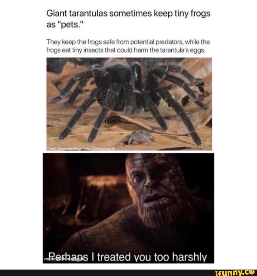 Gru meme as Tarantula