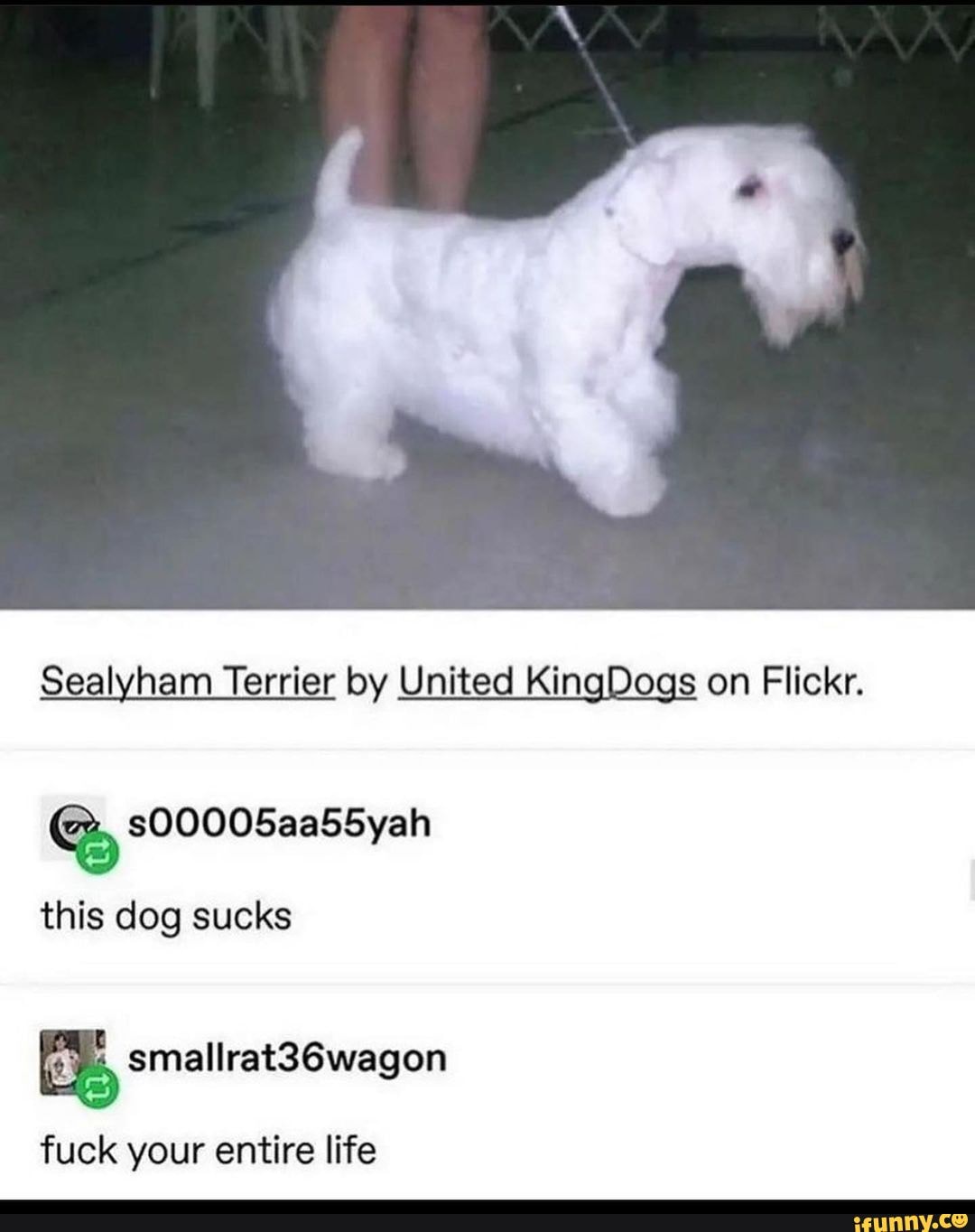 Sealyham Terrier by United KingDogs on Flickr. this dog sucks fuck your  entire life - iFunny Brazil