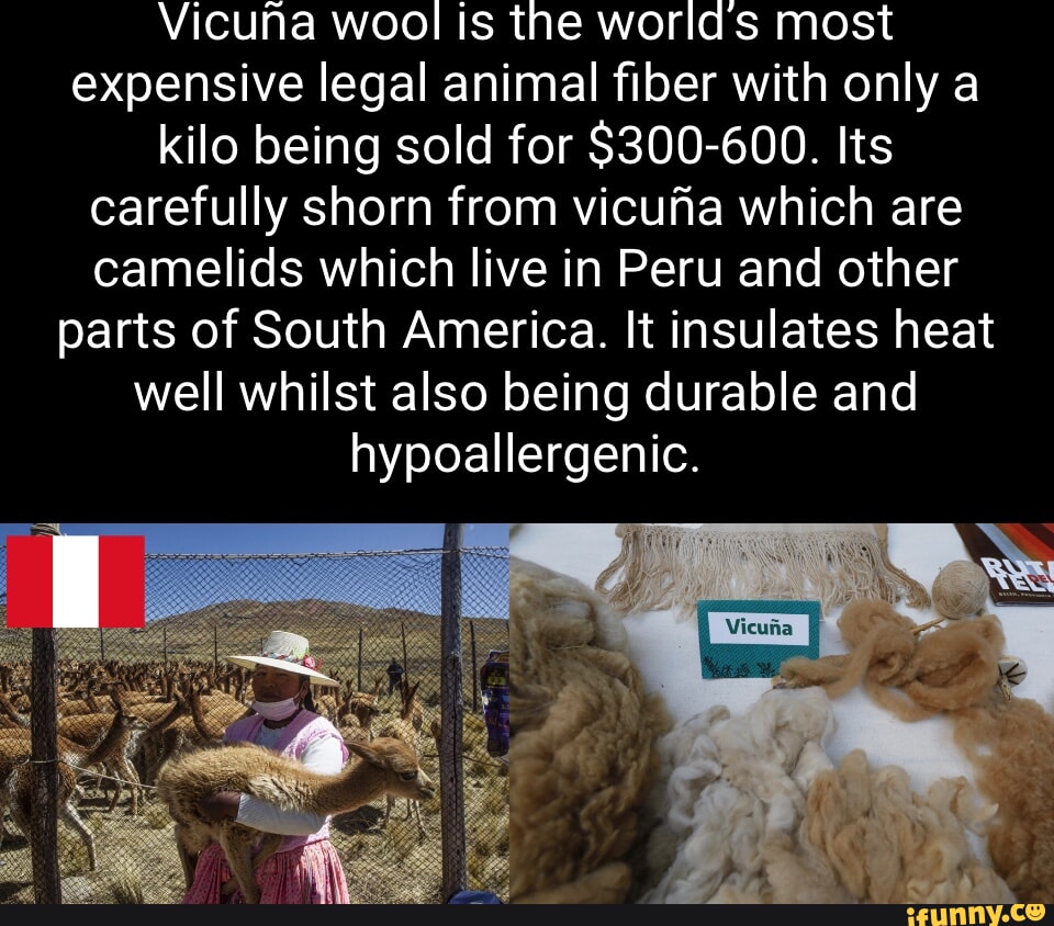 Vicuna wool is the worlds most expensive legal animal fiber with only a