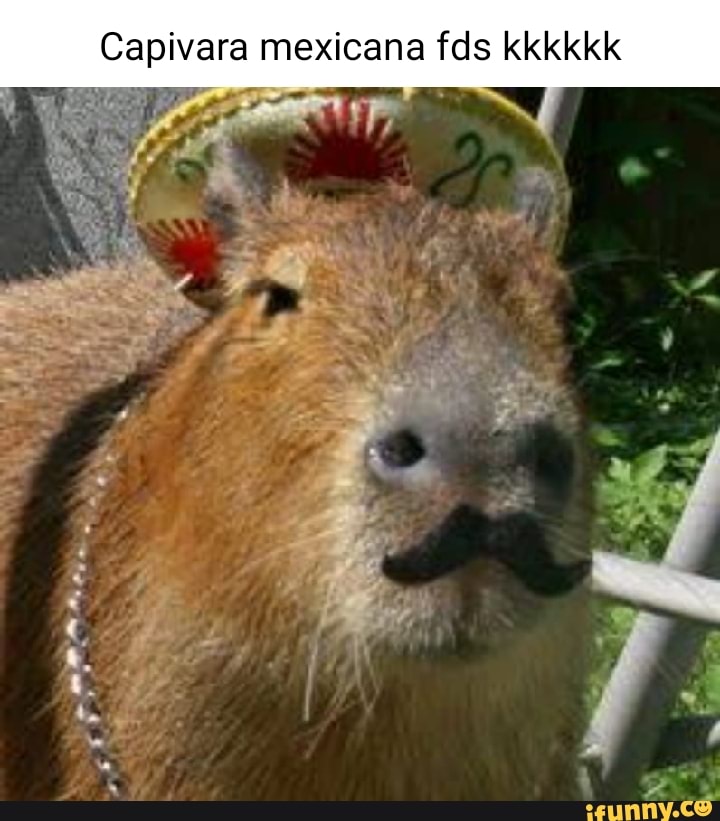 Meme capivara em 2023  Fotos de capivara, Memes, Capivara