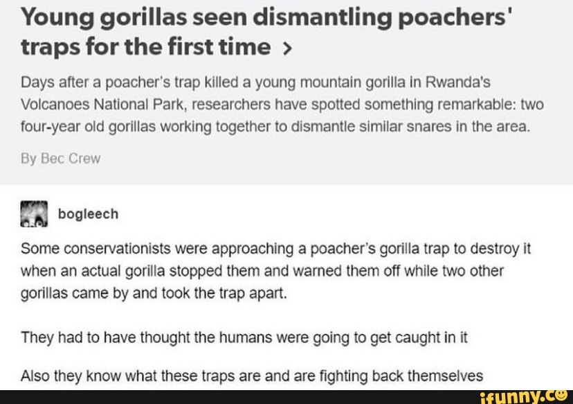 Young gorillas seen dismantling poachers' traps for the first time > Days  after a poacher's trap killed a young mountain gorilla in Rwanda's  Volcanoes National Park, researchers have spotted something remarkable: two