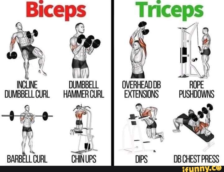 Ps Triceps INCLINE DUMBBELL ROPE DUMBBELLCURL HAMMER CURL EXTENSIONS  PUSHDOWNS BARBELLCURL CHINUPS DPS _DBCHESTPRESS - iFunny Brazil