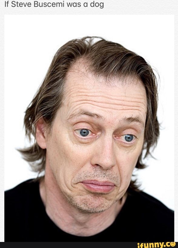 If Steve Buscemi was a dog iFunny Brazil