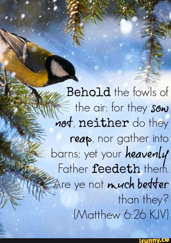 Yz, Behold the fowls of the air: for they Sow not, neither do they reap ...