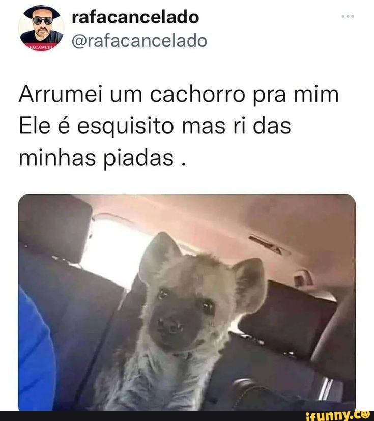 Brigada Animal - A cachorra da minha nora pegou essa vespa ontem 😬 Moro  na roça, mas nunca vi uma desse tamanho. Sei da importância dela no  ecossistema, elas se alimentam de