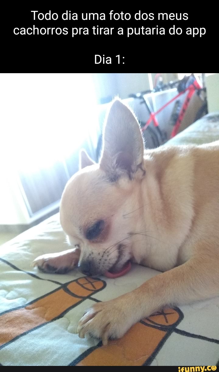 Todo dia uma foto dos meus cachorros pra tirar a putaria do app Dia 1: -  iFunny Brazil