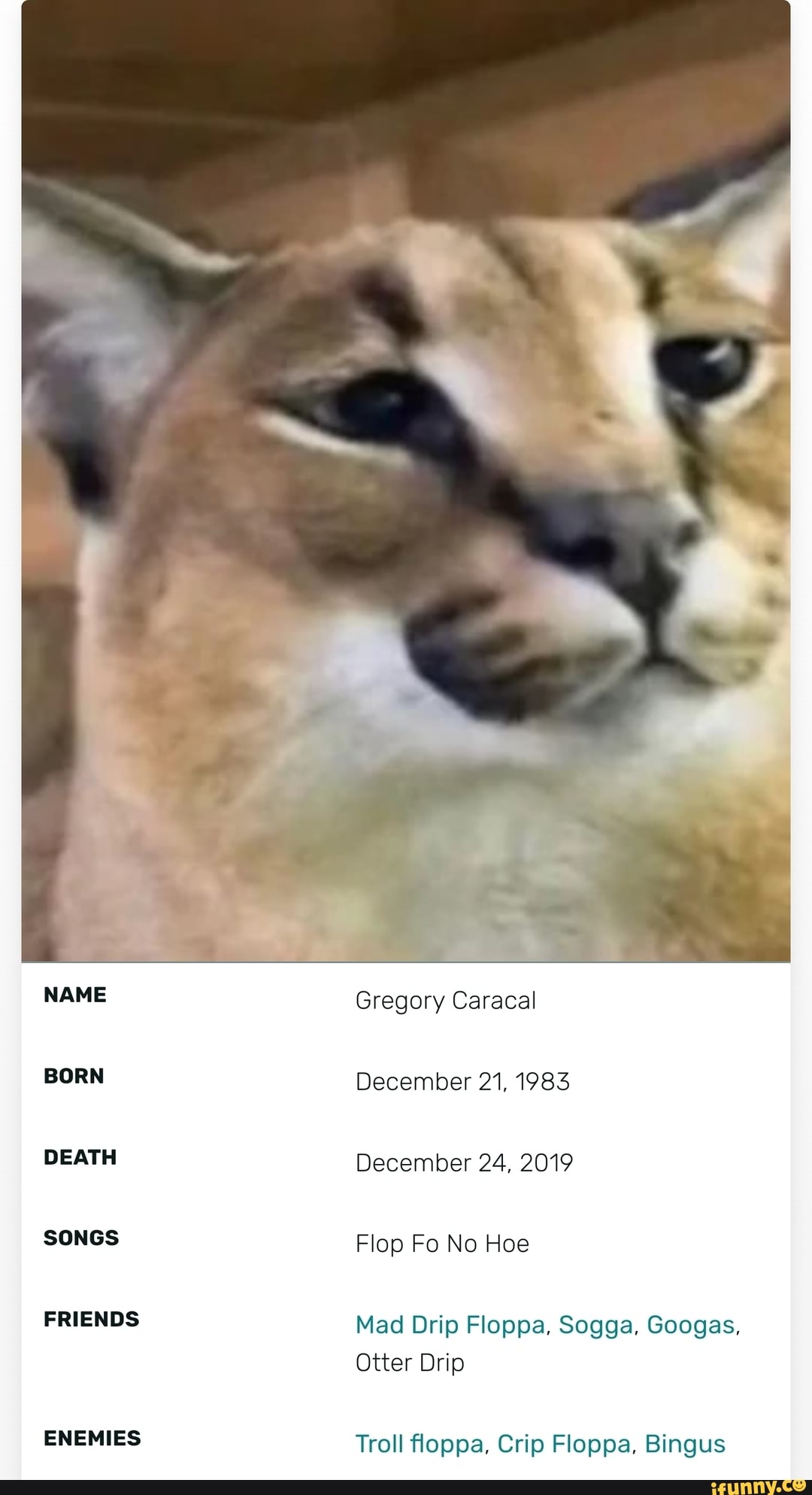 Gregory Caracal AKA Big Floppa - meme post - Imgur