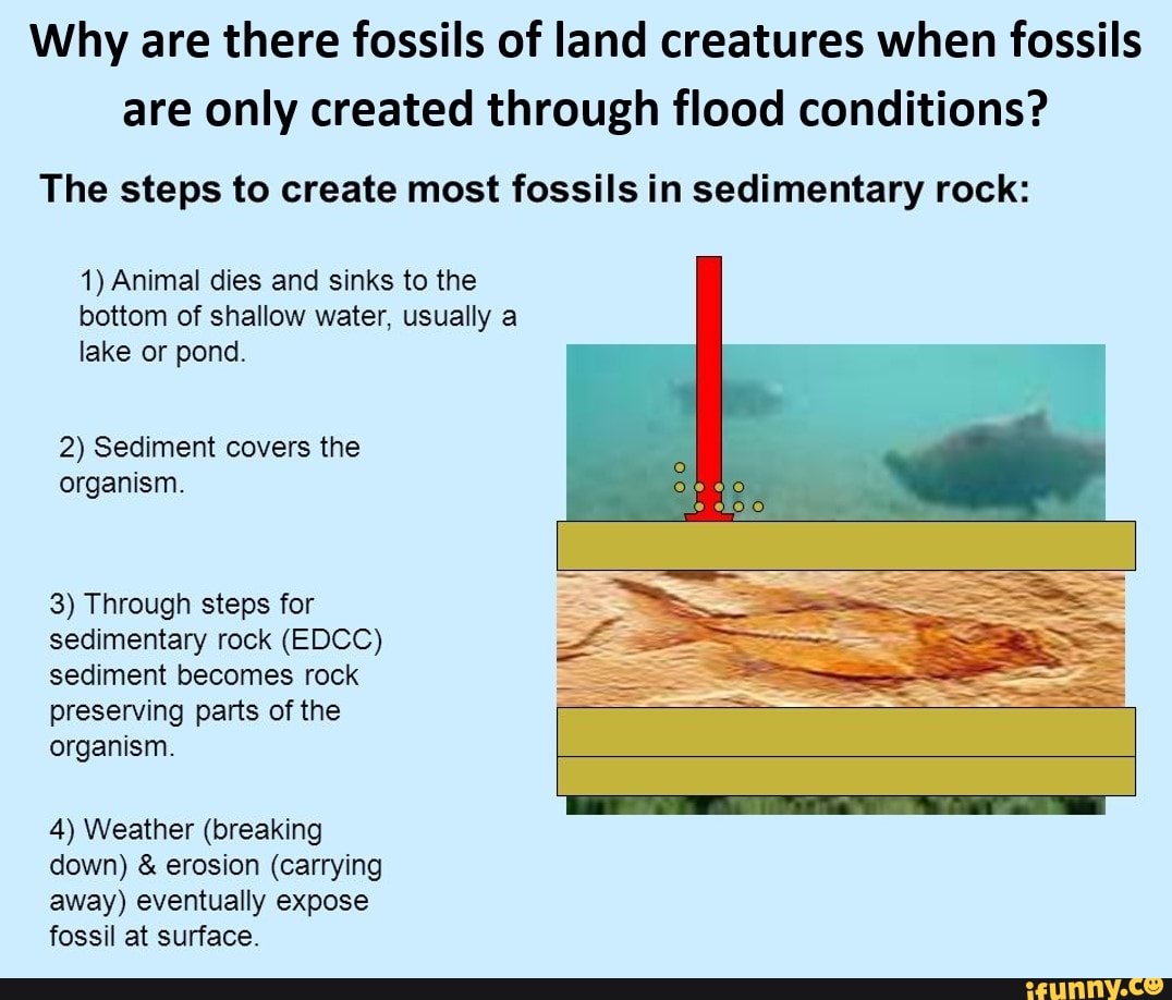 land animal fossils