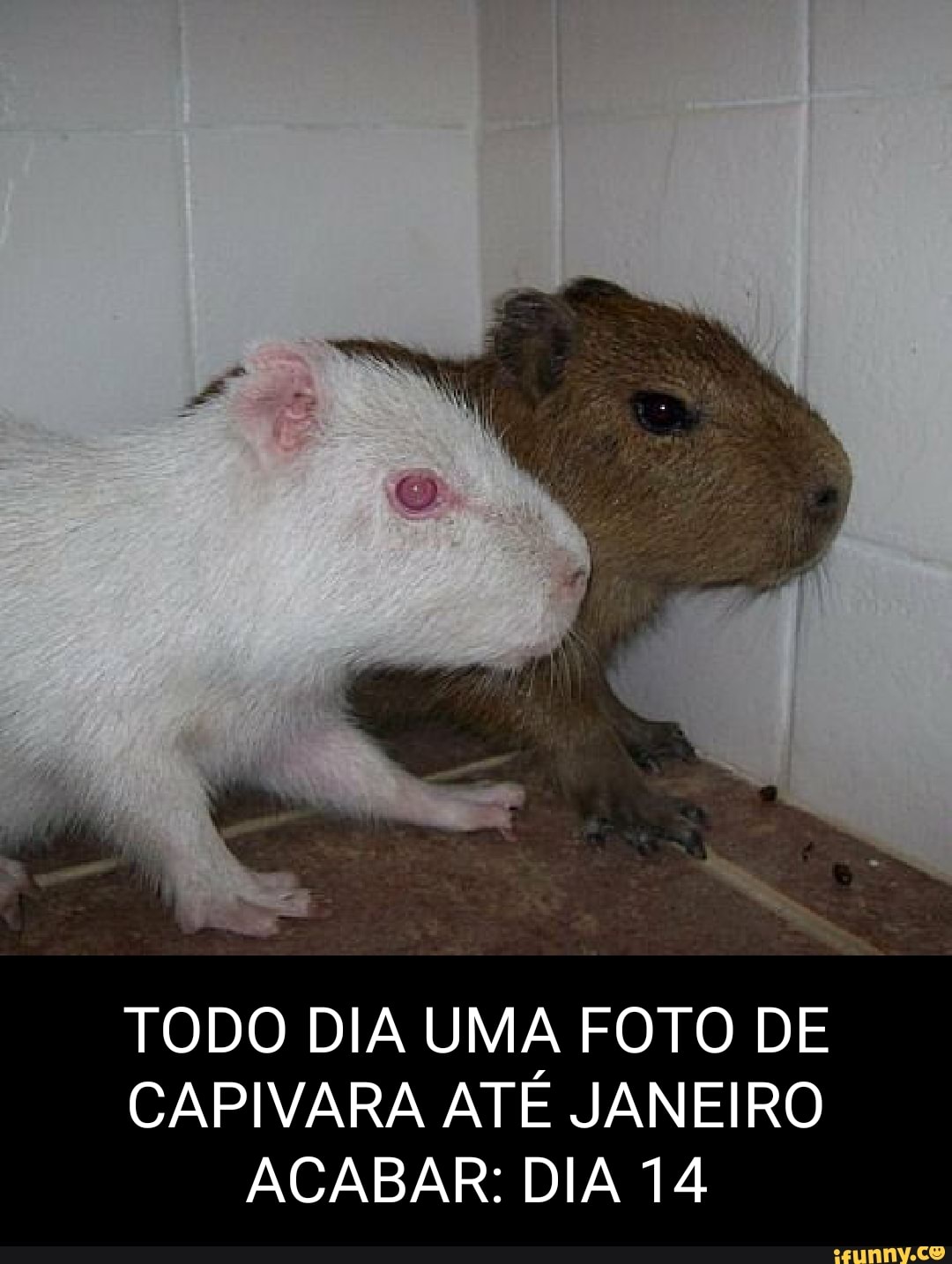 Capivara Agiota Hoje Se pessoal do ifunny é triste se a gente criar o ibad  os usuarios ficam felizes? O cara depois de pensar nisso: - iFunny Brazil