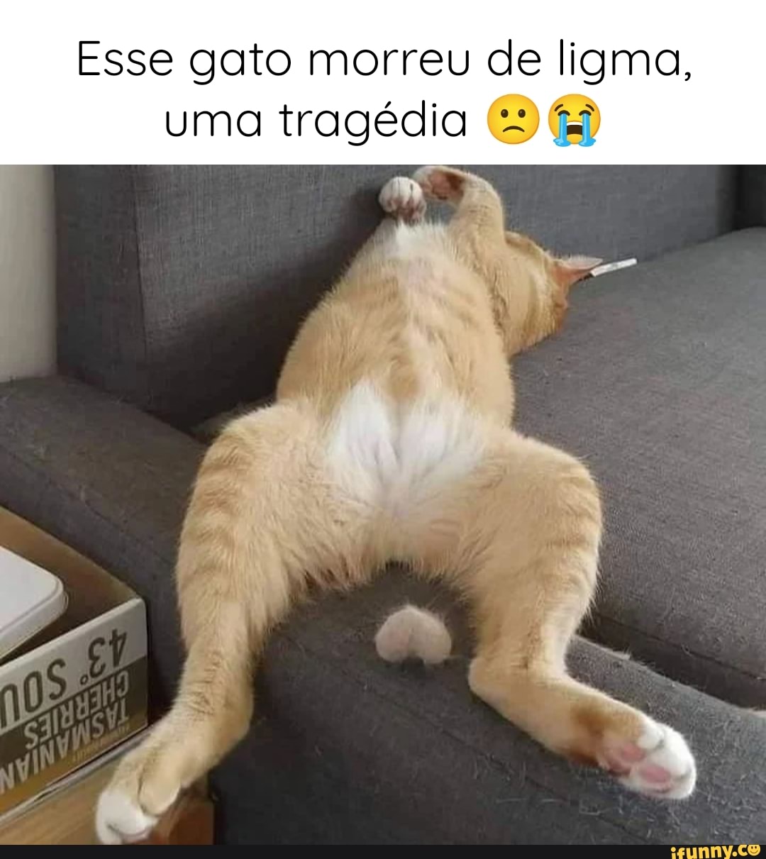 Esse gato morreu de ligma, uma tragédia - iFunny Brazil