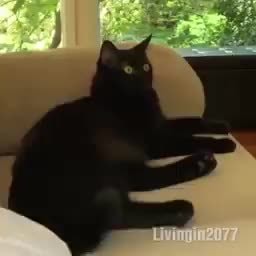 Esse gato morreu de ligma, uma tragédia - iFunny Brazil