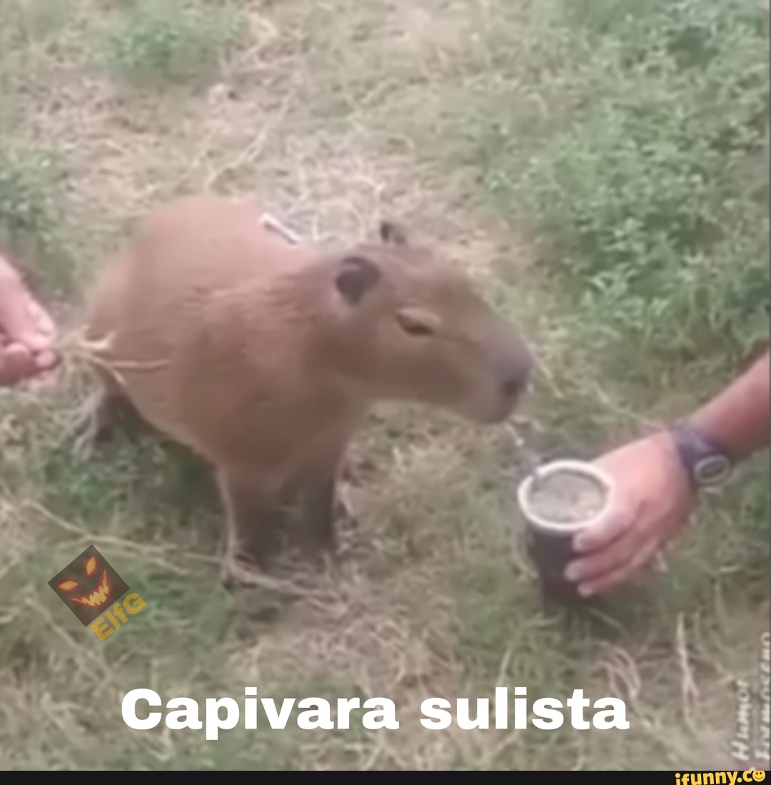 Uma capivara dormido - iFunny Brazil