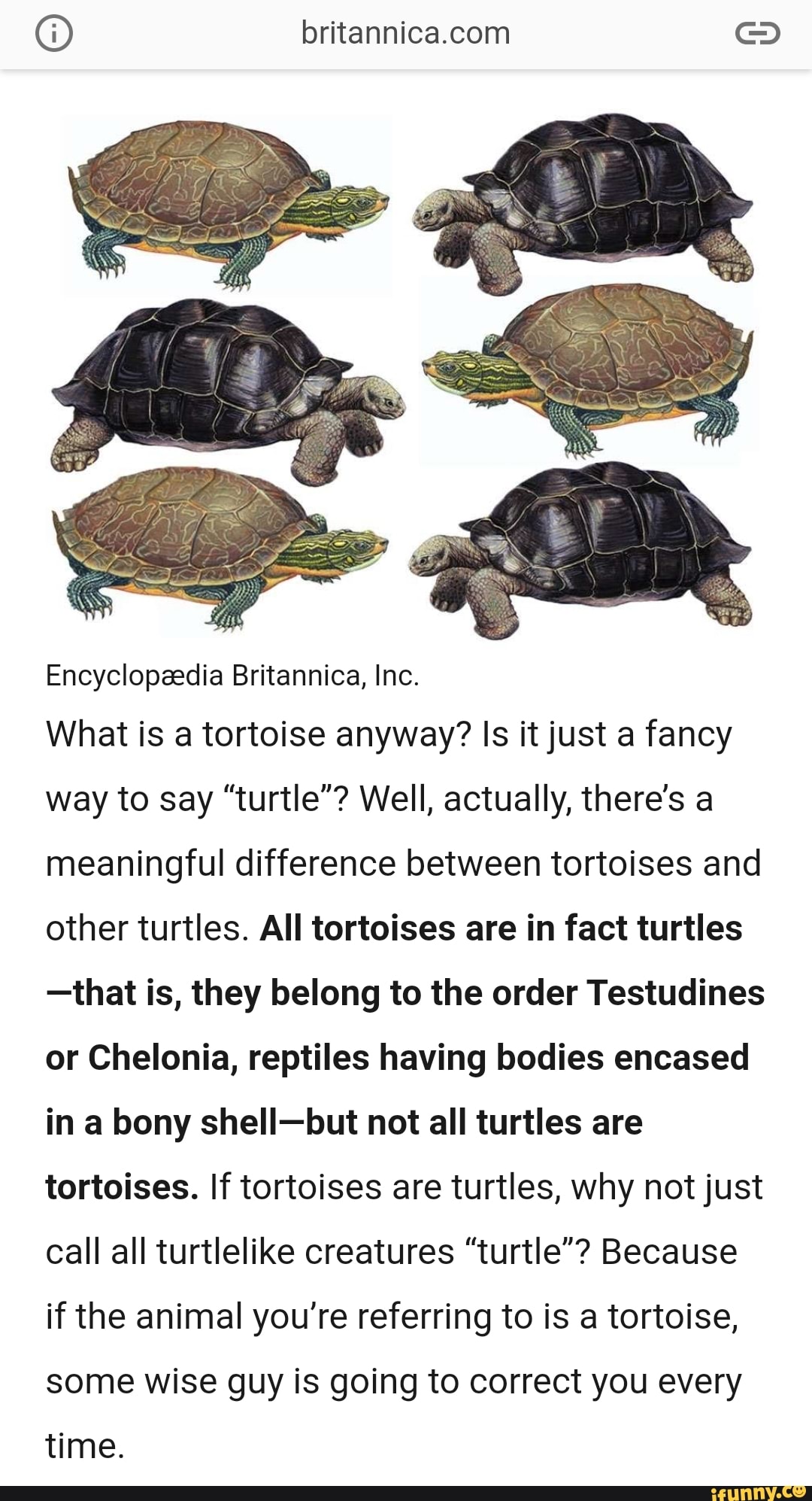 The top of a turtle's shell has a - The Orianne Society