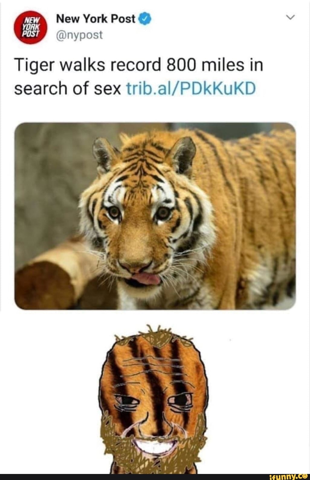 New York Post POST @nypost Tiger walks record 800 miles in search of sex -  iFunny Brazil