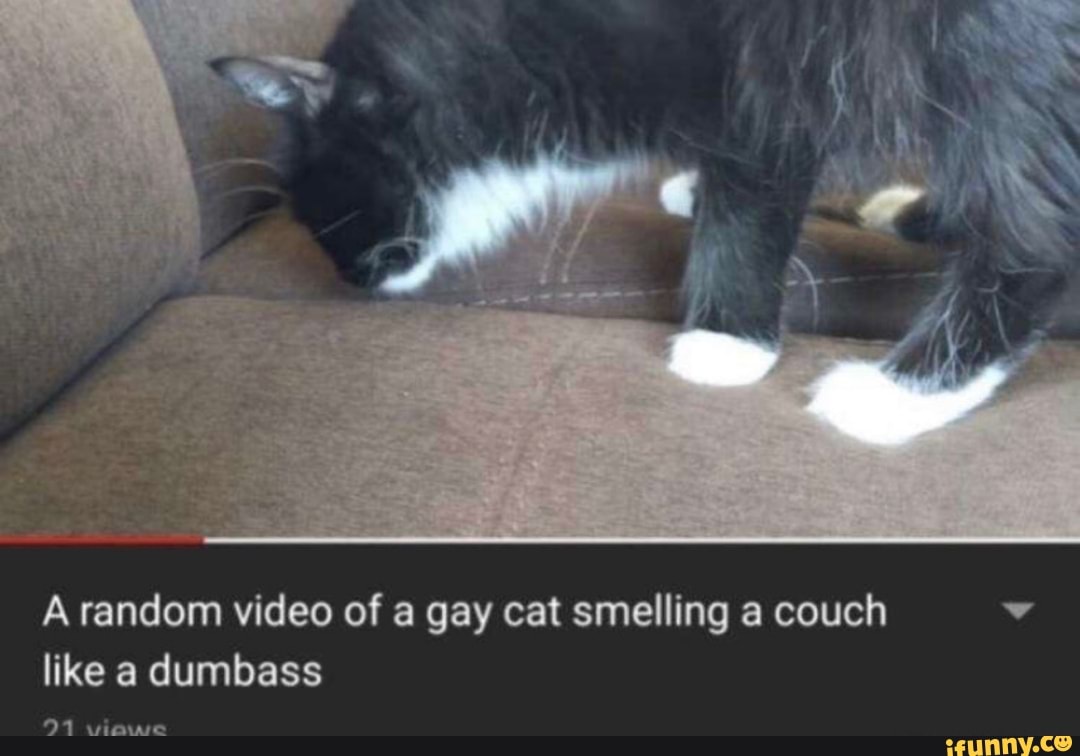 A random video of a gay cat smelling a couch v like a dumbass 91 viowe -  iFunny Brazil