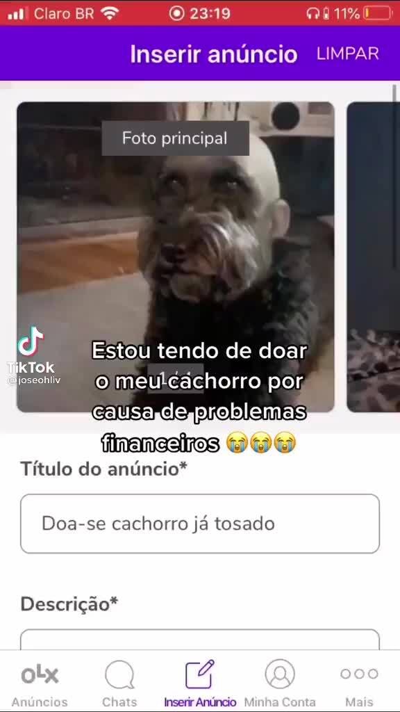 Homem deixa shih-tzu para ser tosado e volta para casa com o Sid da Era do  Gelo