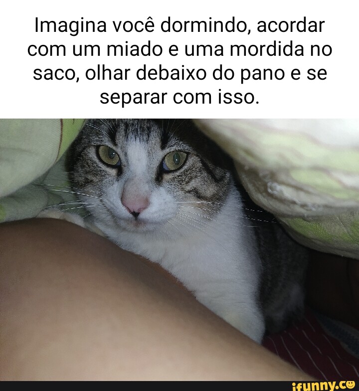 Gatinhofofo memes. Best Collection of funny Gatinhofofo pictures on iFunny  Brazil