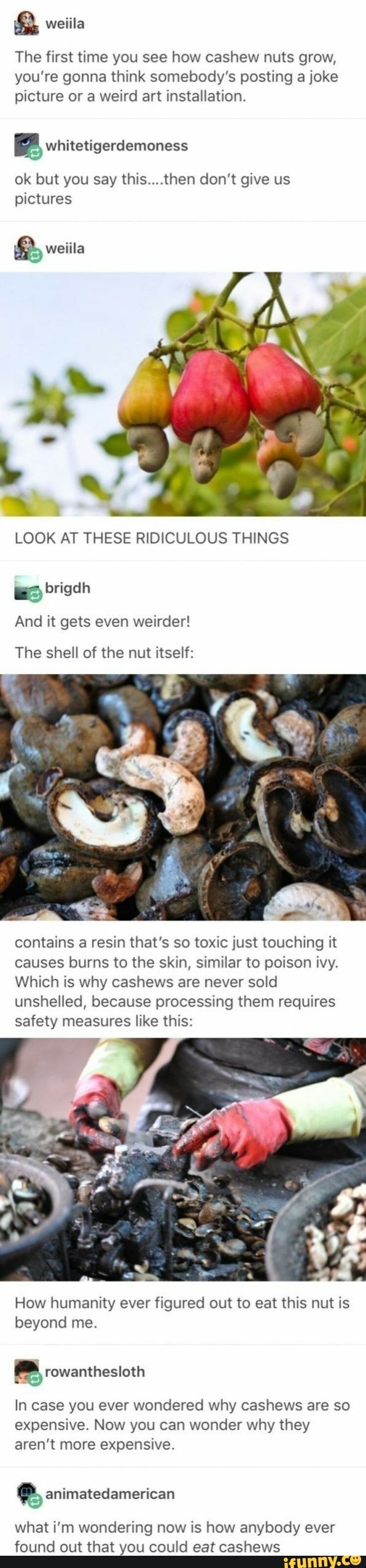 The first time you see how cashew nuts grow, you're gonna think