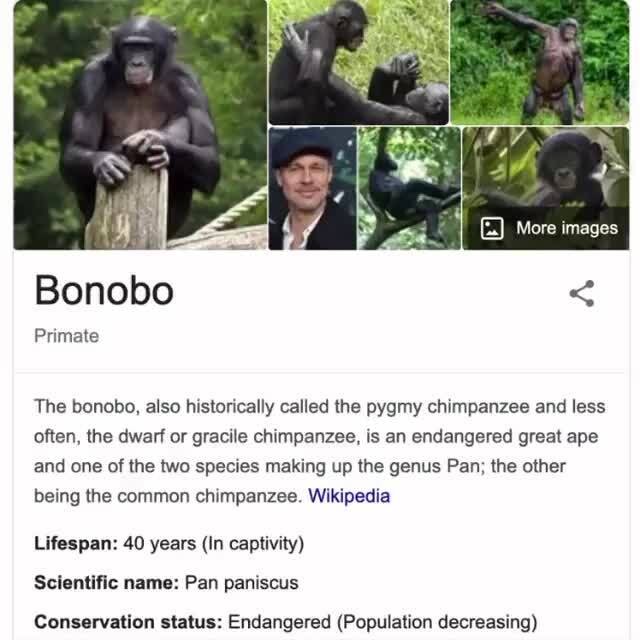 The bonobo, also historically called the pygmy chimpanzee and less often,  the dwarf or gracile chimpanzee, is an endangered great ape and one of the  two species making up the genus Pan;
