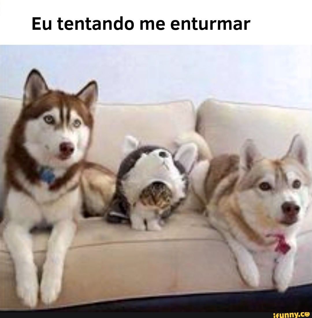 OOOOOHHH Atualizado ✨❤️ #gatodebotas2 #gatodebotas #gatos #meme