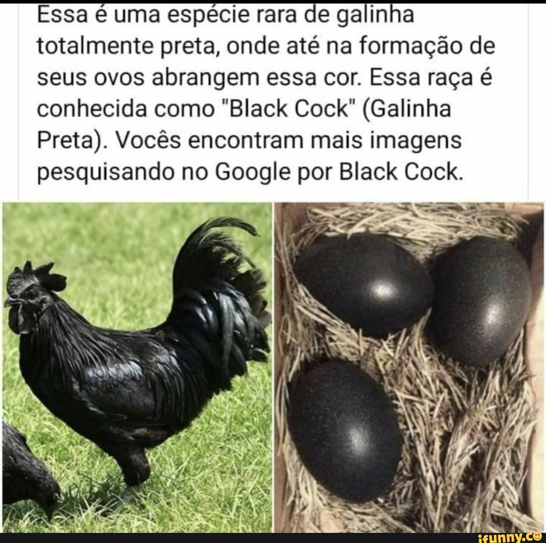 Essa é uma espécie rara de galinha totalmente preta, onde até na formação  de seus ovos