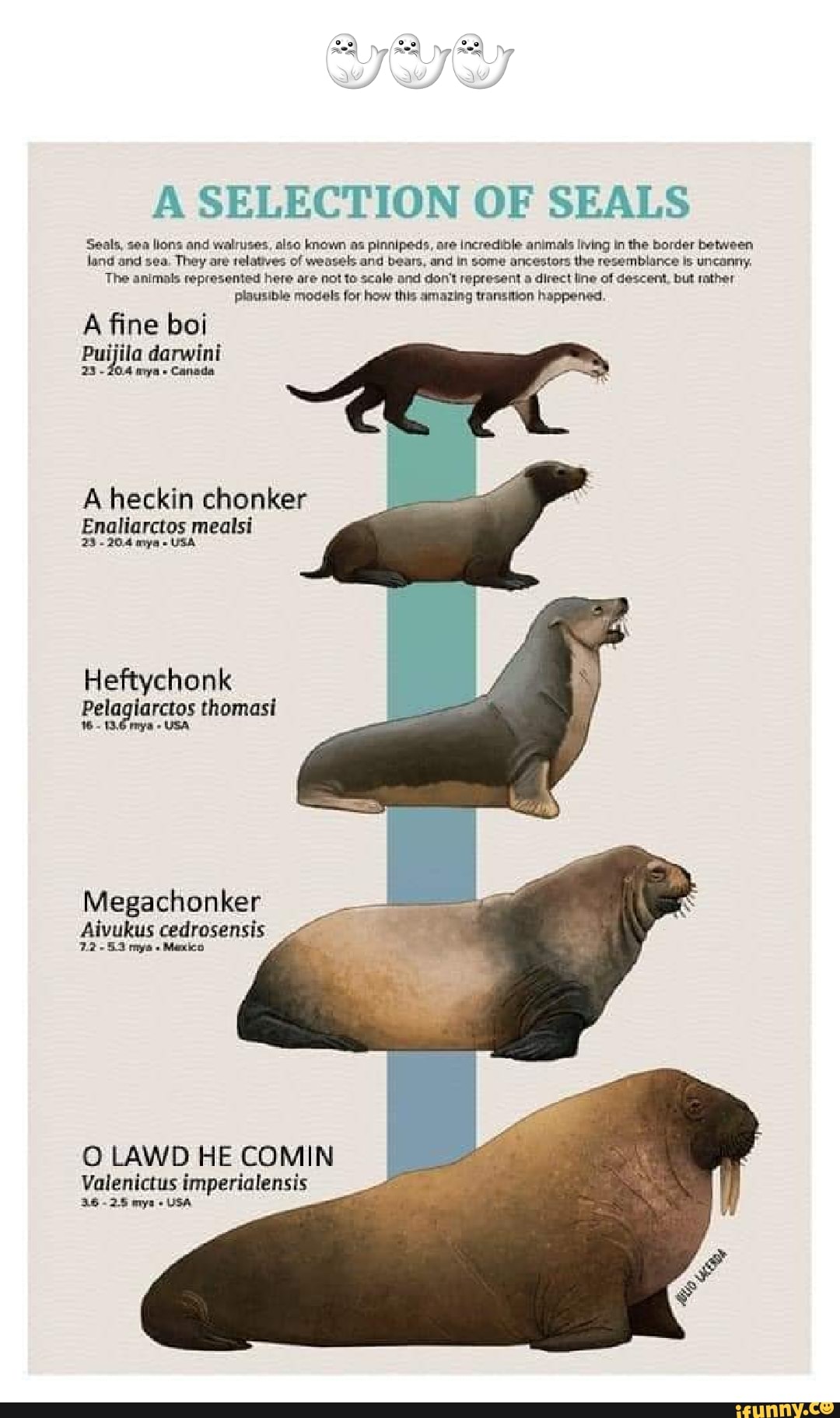 SELECTION OF SEALS Seals, sea lions and walruses, also known as