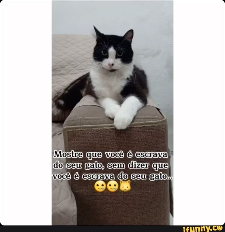 Um feitiço poderoso! 👍 #gatos #cat #rpg #mago #gato #memes #humor