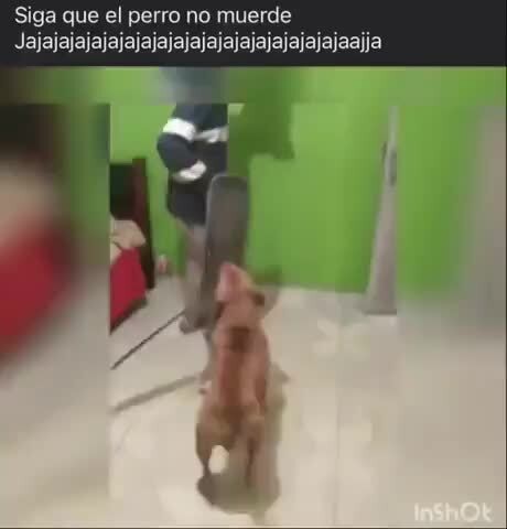 una rata muerde a un perro