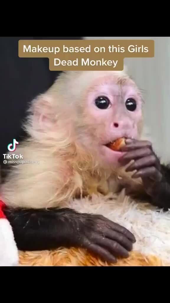 monkey with makeup smiling meme｜TikTok Search