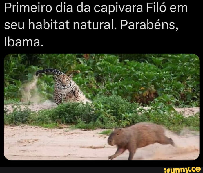 Enquanto isso, em Marechal… parentes da capivara Filó fazem