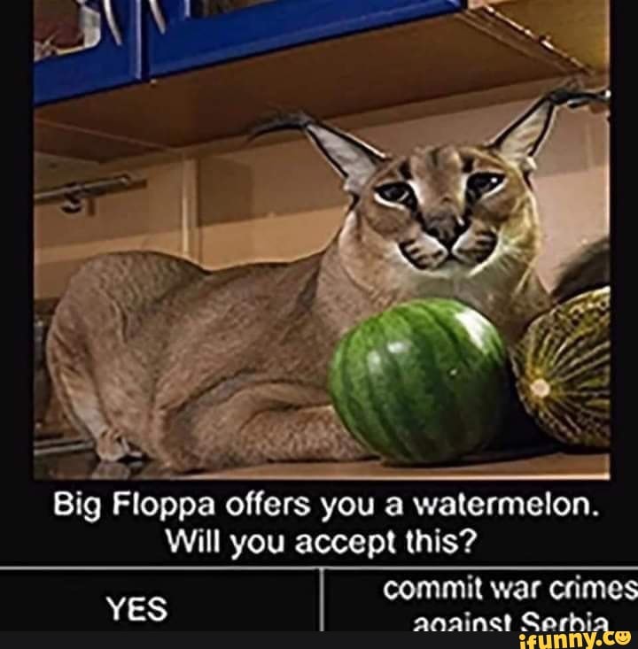 Big Floppa offers you a watermelon. Will you accept this? commit war crimes  YES anainct Carhia - iFunny Brazil