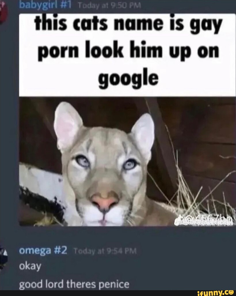 Cat named gay porn