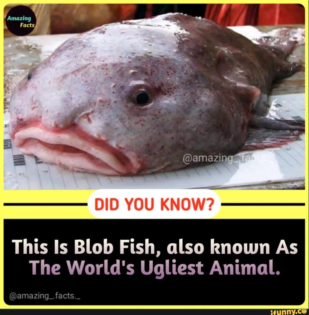 This is what a blob fish actually looks like underwater in their natural  habitat : r/interestingasfuck