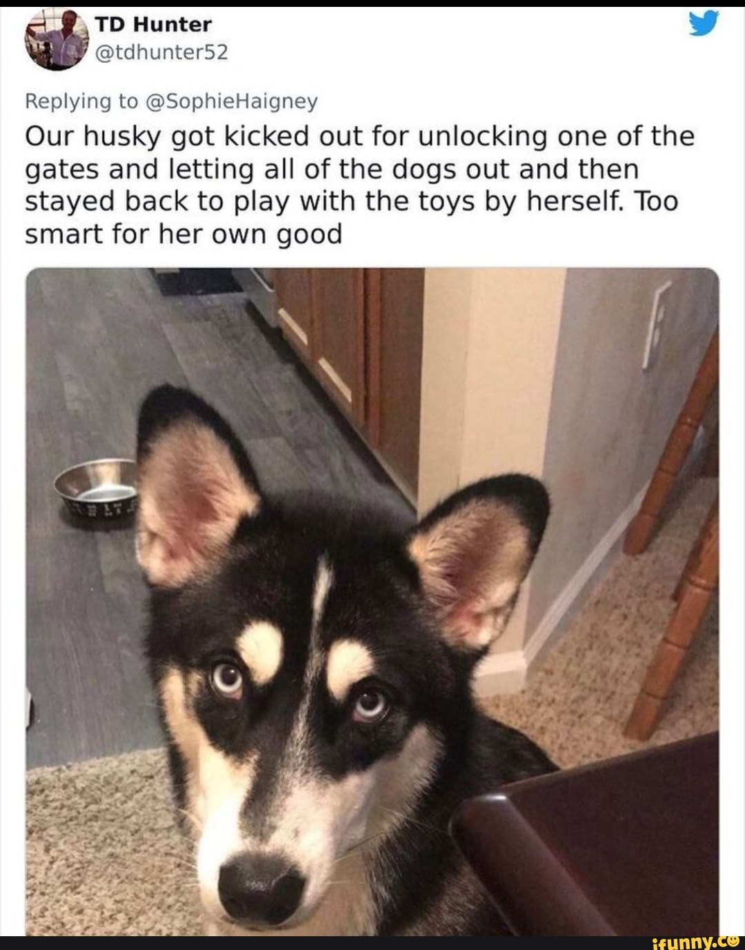 I_ TD Hunter @tdhunter52 Replying to @SophieHaigney Our husky got kicked  out for unlocking one of