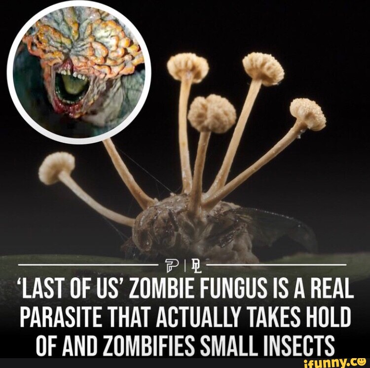 Pi Chong Insect PI 'LAST OF US' ZOMBIE FUNGUS IS A REAL PARASITE THAT ACTUALLY TAKES ...