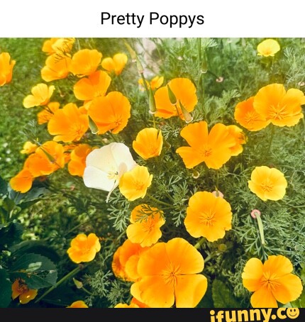 Poppy Playtime - Poppy  Poppies, Anime, Pokemon gif