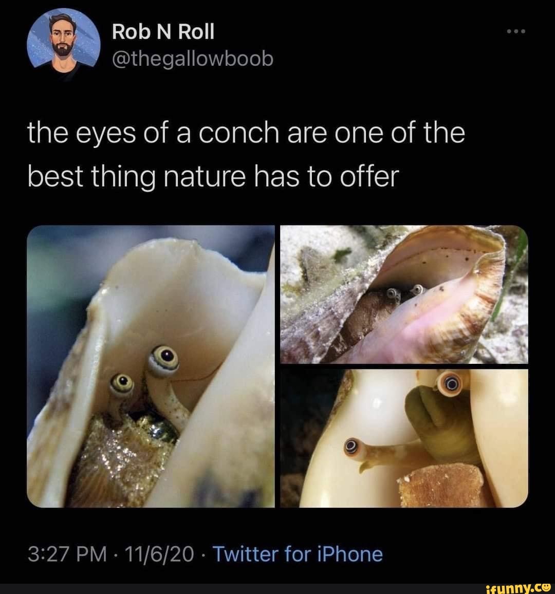 Rob N Roll @thegallowboob the eyes of a conch are one of the best thing  nature has to offer PM - Twitter for iPhone - iFunny Brazil