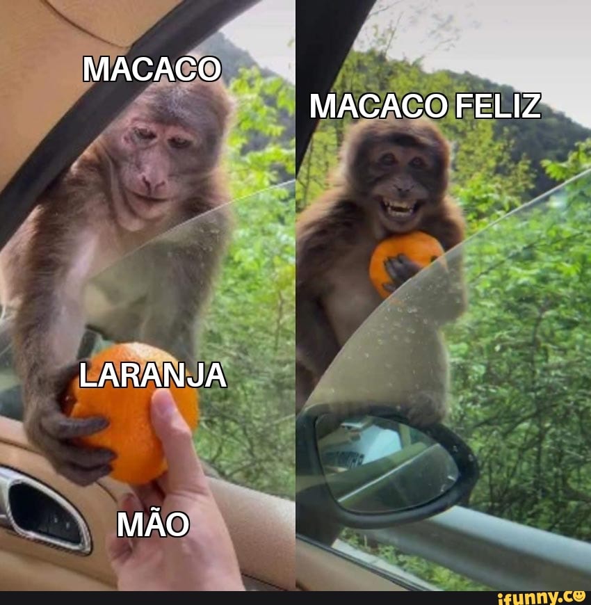 MACACOS ENGRAÇADOS - Os melhores memes de Macacos Engraçados